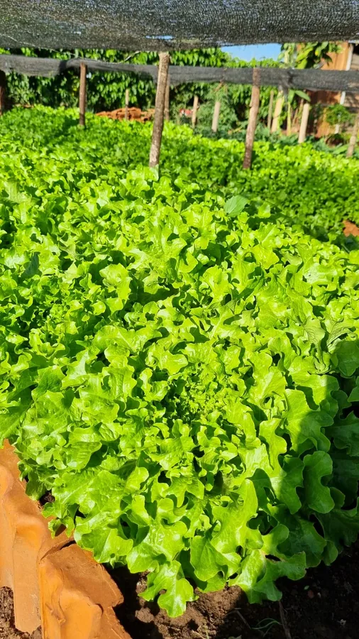 Horta cultivada pelos acolhidos