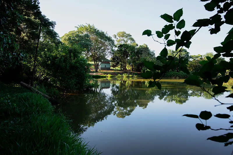 Lago cercado de árvores